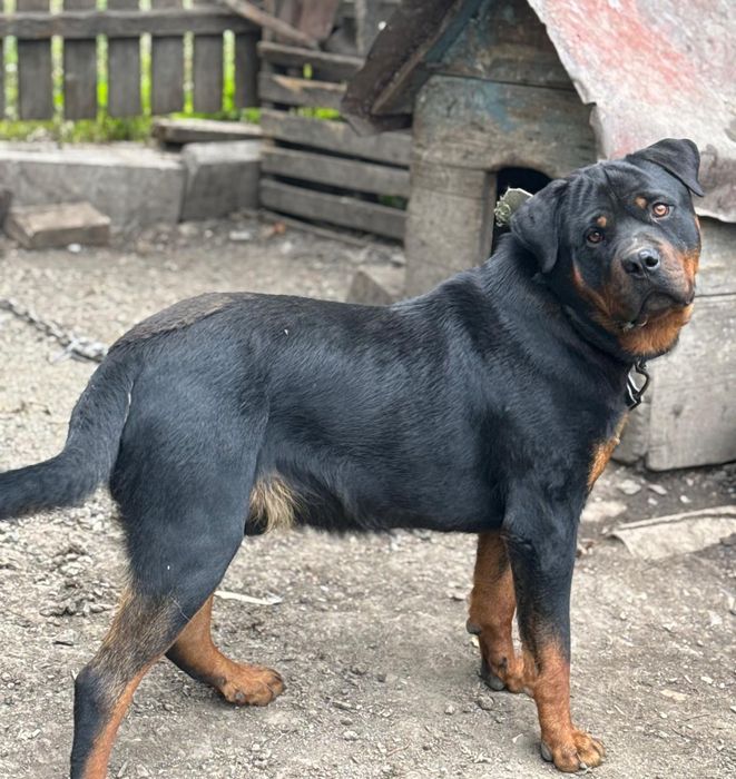 Продам щенка ротвейлера.