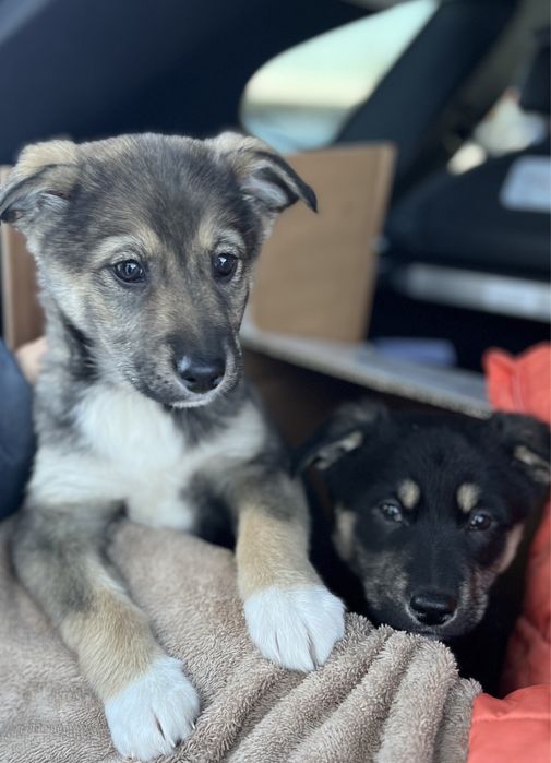 Щенки в добрые руки