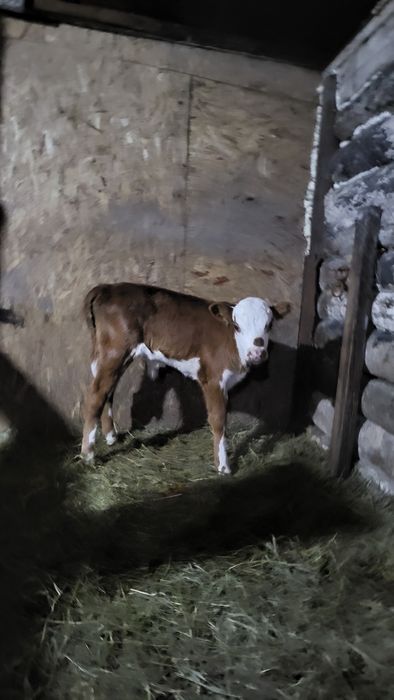 Продам телёнка ( бычок)