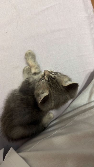 Маленькие котята
