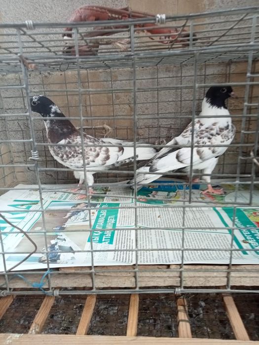 Продаются голуби