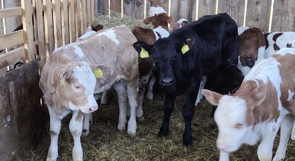 Aduc vitei pe comanda in toata roamnia