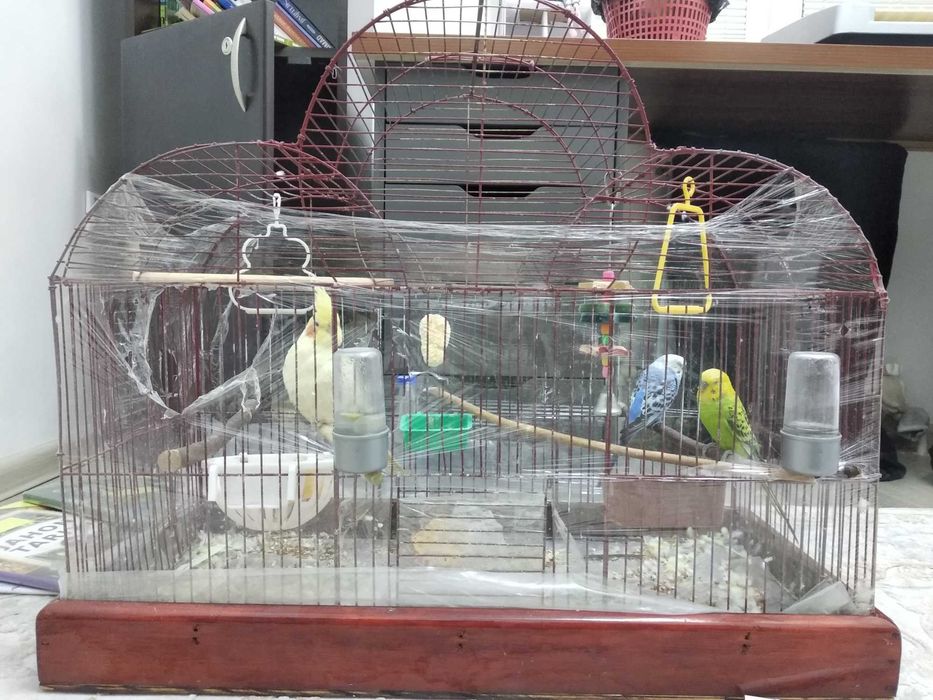 Попугай  корелла волнистый + клетка
