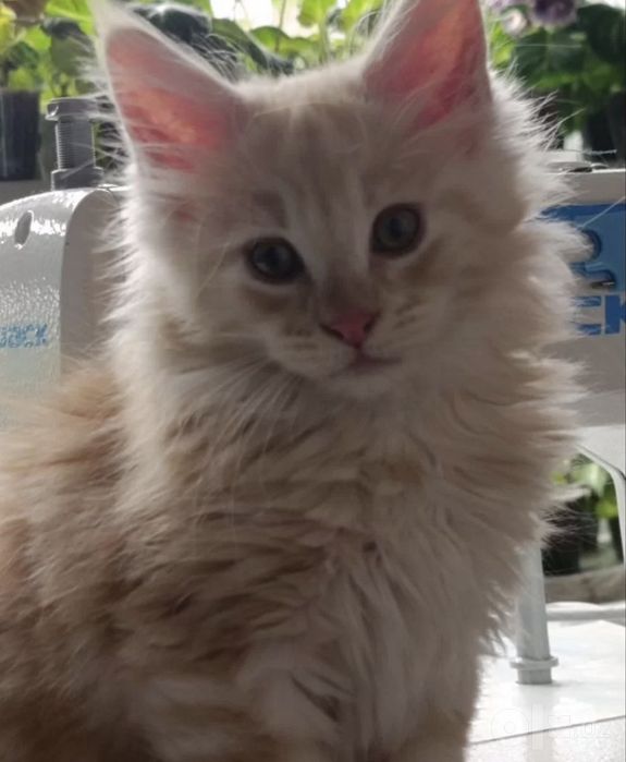 Мейн кун котята!