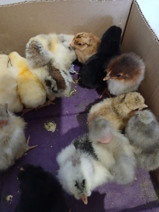 Домашние суточные Цыплята