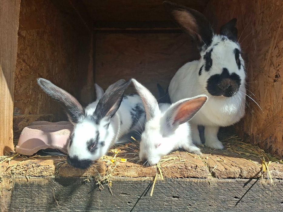 Vand iepurasi Fluture German si Urias Transilvanean