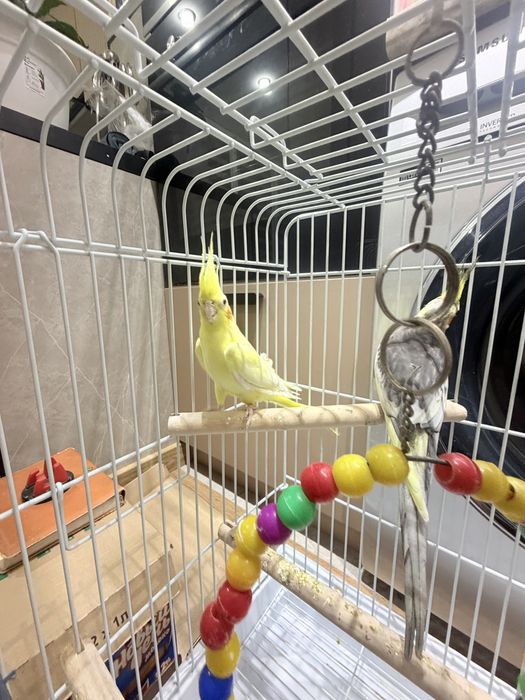 Продам попугай корелла