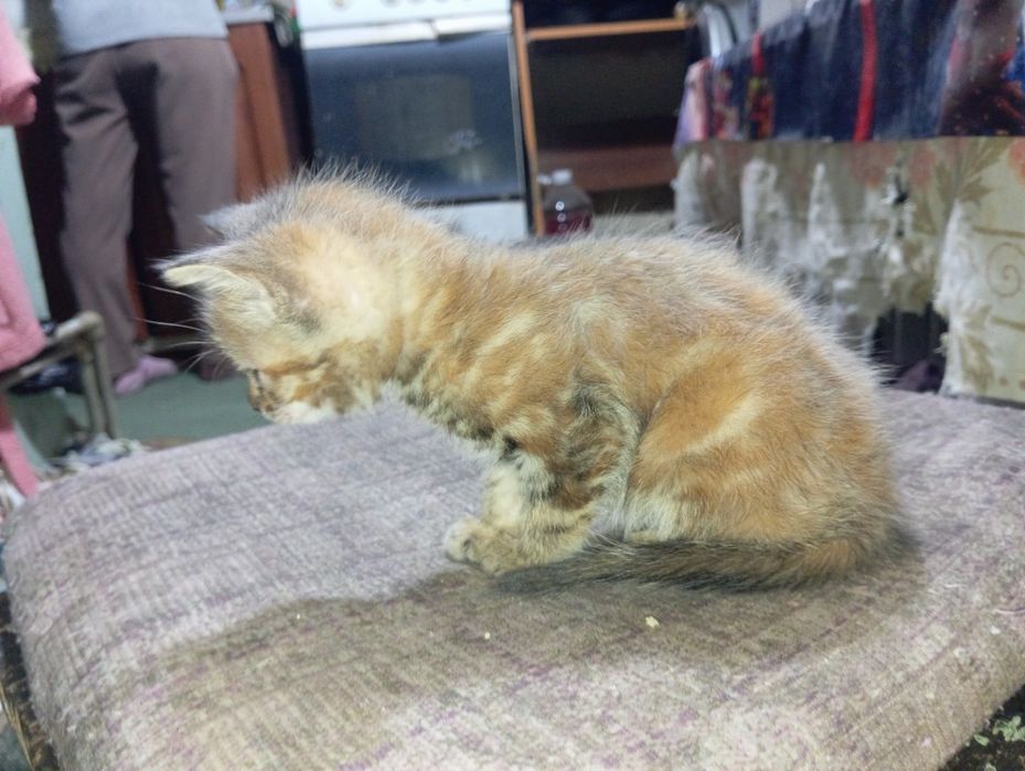 Отдам котят даром
