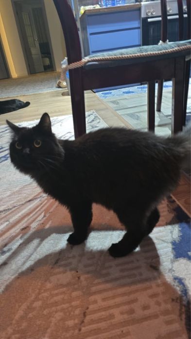 Отдаем кошку в хорошие руки