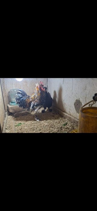 карликовые куры бентамка