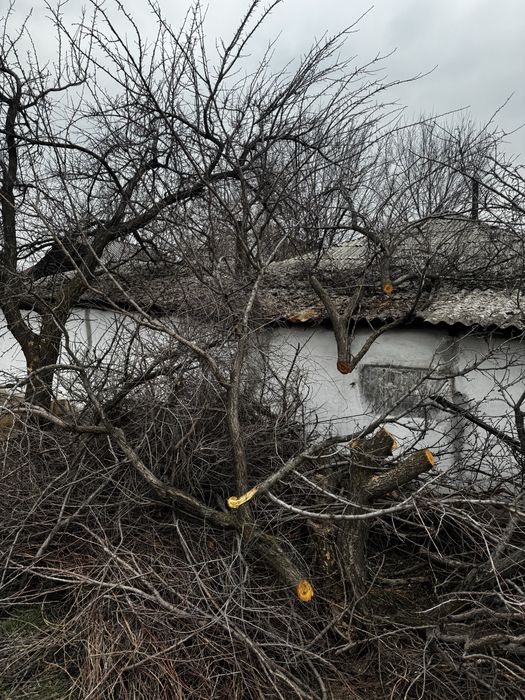 Дрова отдам, плодовые деревья, самовывоз