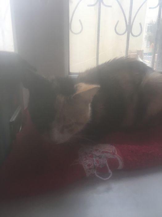 Кошка уличная девочка