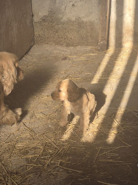 Англиски -Кокер-шпаниол