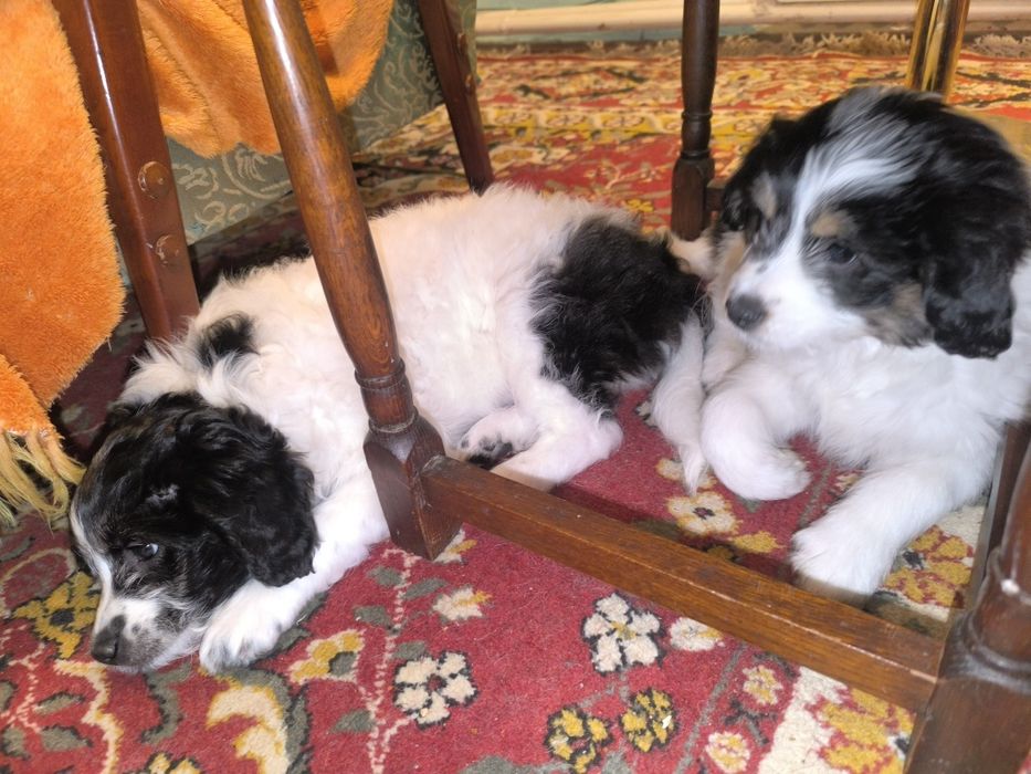 Donez  2 cățelușe