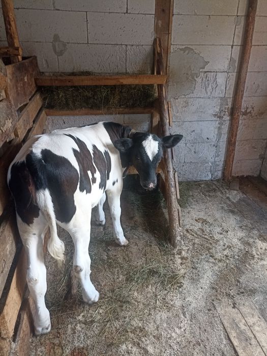De vânzare vițică de 3 luni