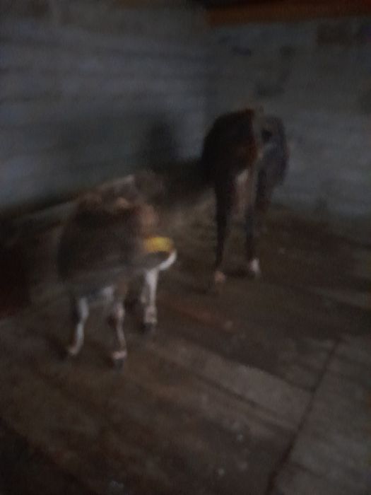 Еркек уш аилык бузауымен сиыр сатылады