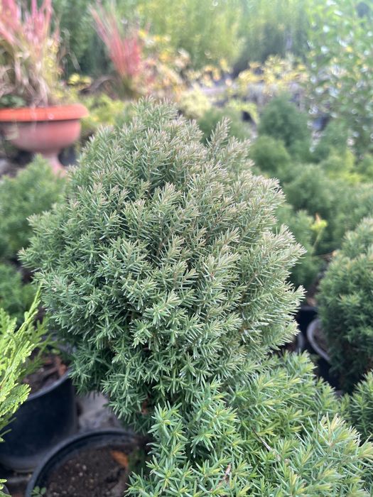 Западна Мини Туя Теди