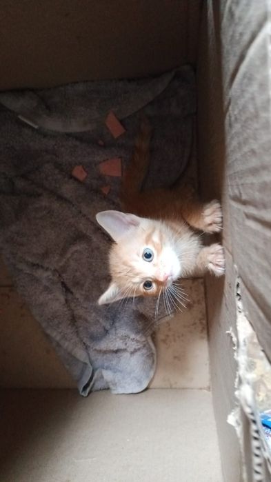 Отдам котенка в добрые руки