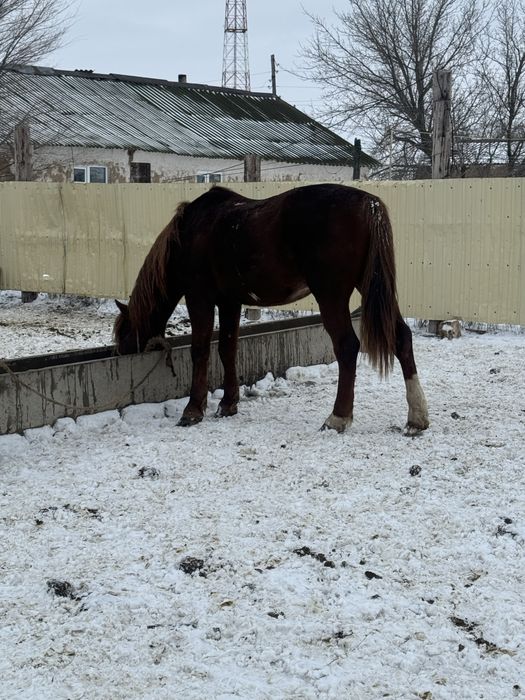 Айгыр сатылады Кушум