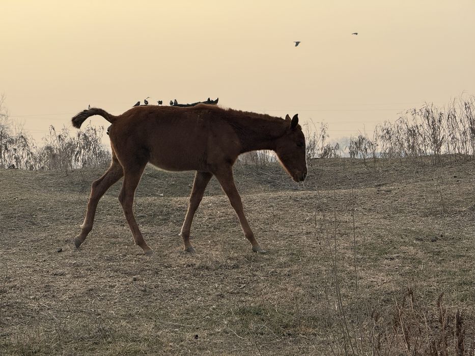 Продам жеребя тай
