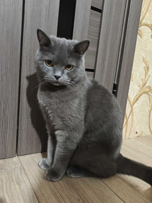 Взрослый кот Миша