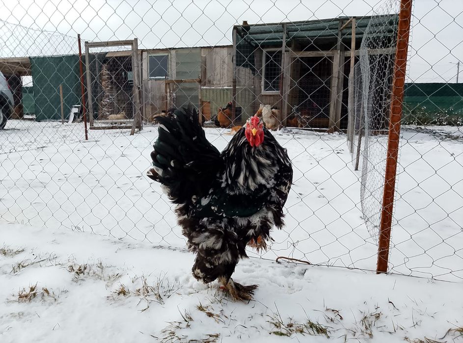 Oua incubat brahma bobat