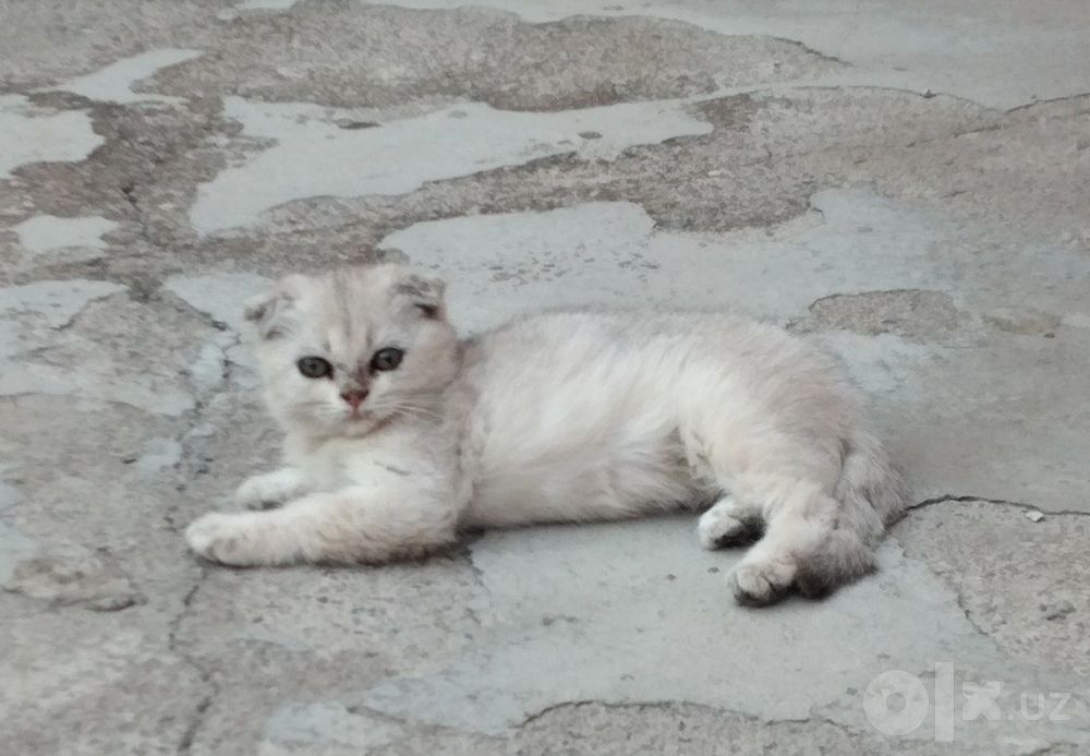 Кошки зотли 2.5 ойли Shinshilla qiz 
2.5 oyli
Sotuvda
Toshkentda
Onasi