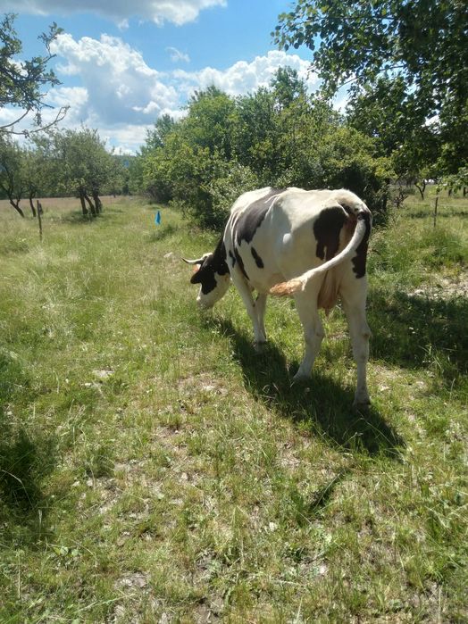 Animale de vânzare