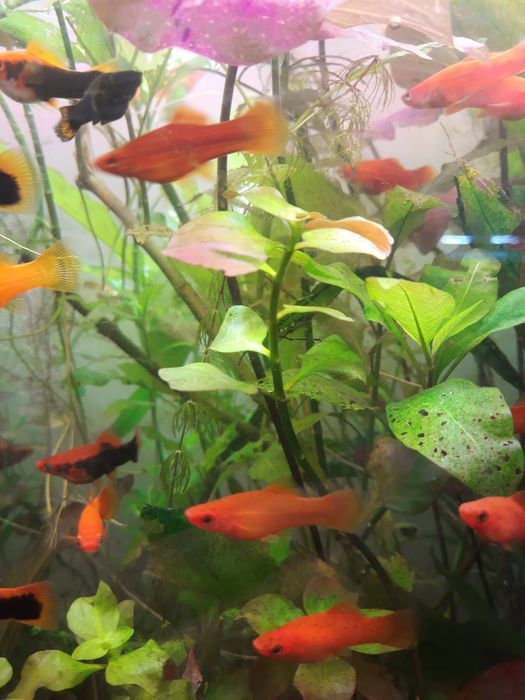 Продам аквариумных рыбок