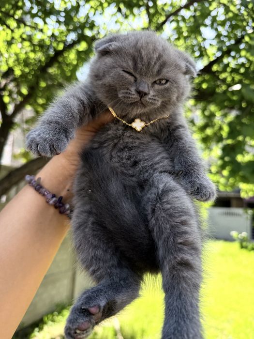 Mushuk Koshka Tozza Paroda