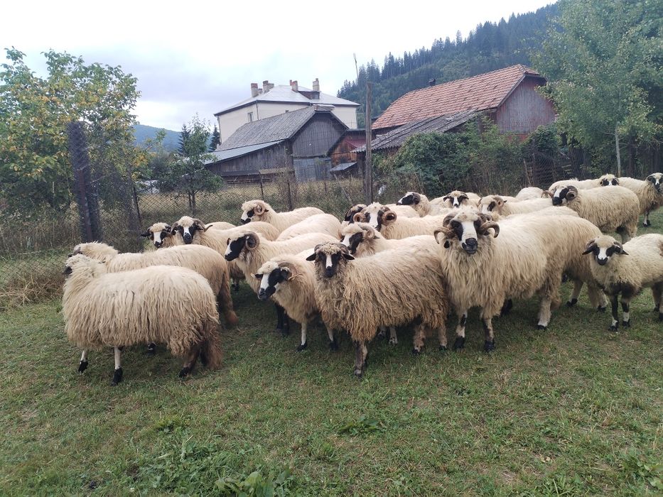 Vând oi și berbeci