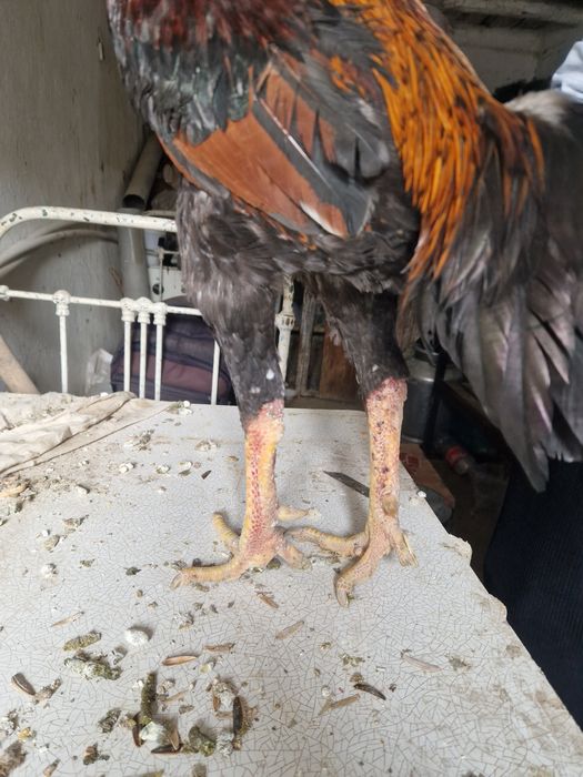 Dakang xuroz sotilado 600ming kelshamiz manzil navoiy viloyat xatirchi