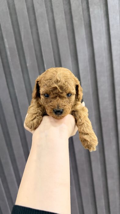 Продаю щенят пудель Той