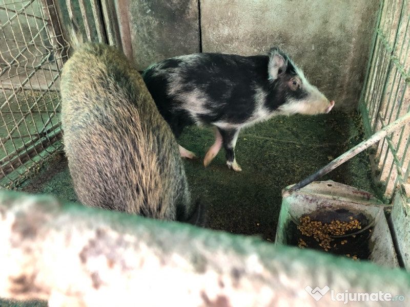 Vand pui tineret salbatic poza 2