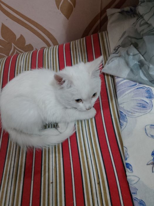 Котёнок белый отдам в добрые руки