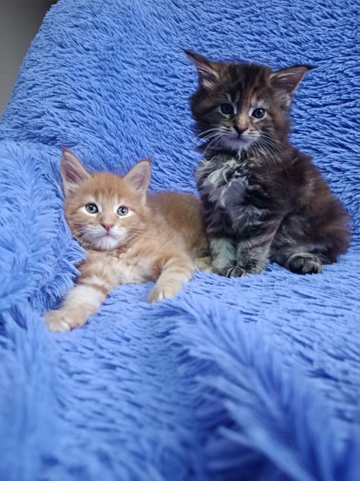 Мейн-куна котята