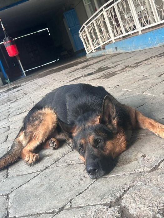 Для Вязка собака немец