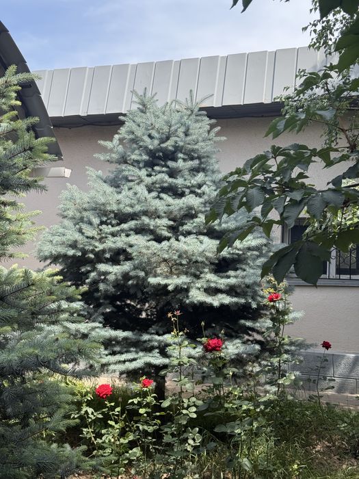 Продаётся живая голубая ель