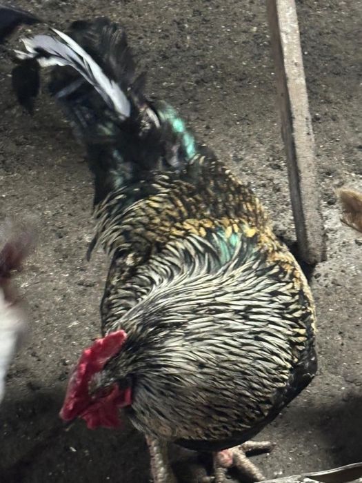 Продам петухов домашних