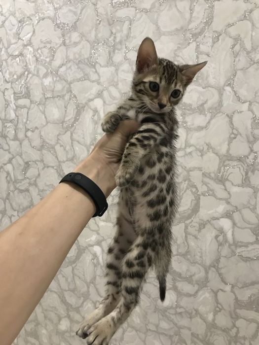 Продам бенгальских котят