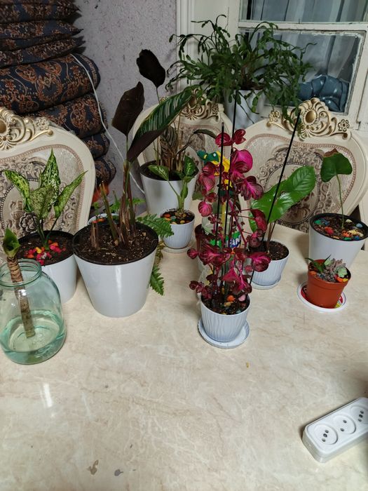 Продается комнатные растения