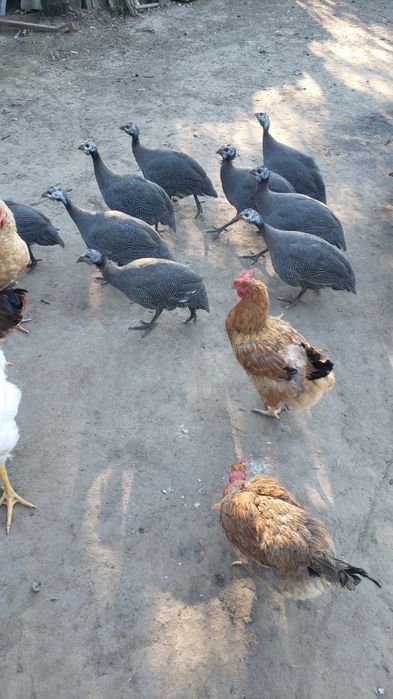 Bibilici 99 lei bucata