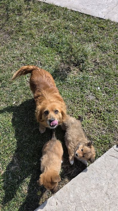 Отдадим щенят в хорошие руки!