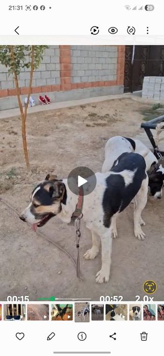 Шенок илитных кровей