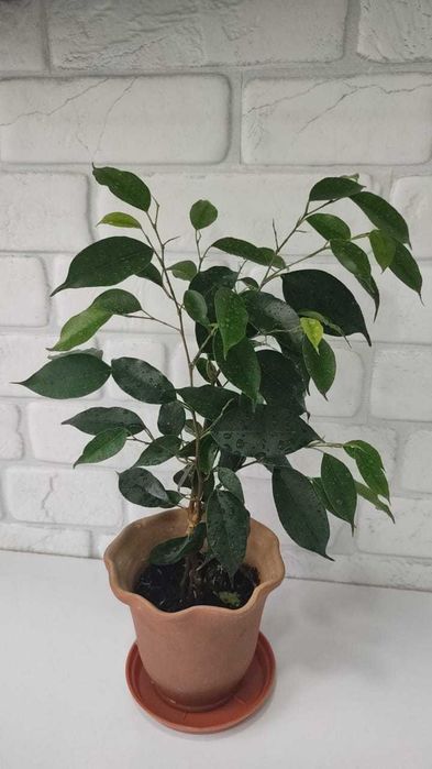 Фикус Бенджамина