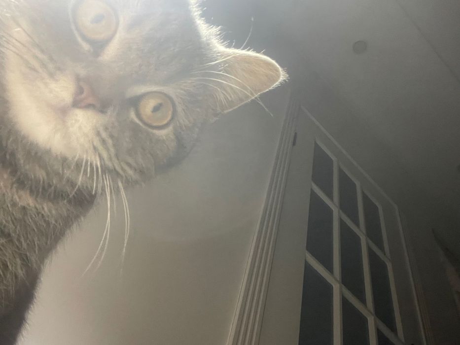 Котик смесь британец