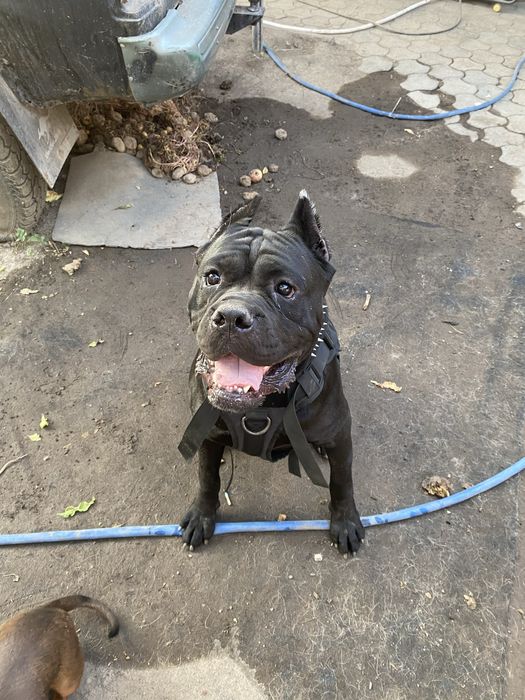 Вязка Кане Корсо кобель