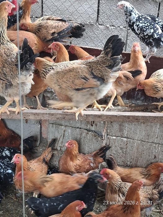 Продам курочек разных пород.