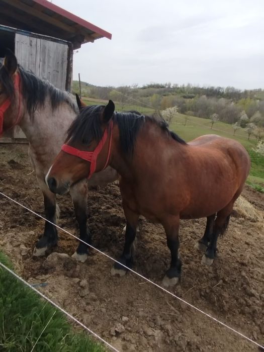 Iapa si manz de vanzare