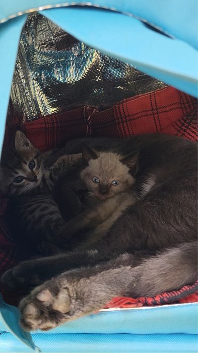 Котенок в добрые руки